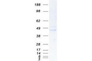 REM2 Protein (Myc-DYKDDDDK Tag)