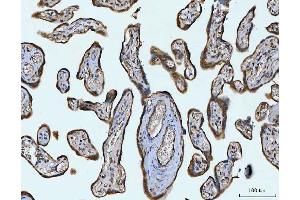 IHC analysis of STBD1 using anti-STBD1 antibody (ABIN7601576). (STBD1 Antikörper  (AA 39-328))