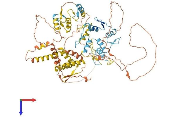 ZBTB16 Protein (AA 1-673) (His tag)