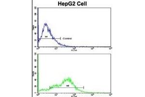 Flow cytometric analysis of HepG2 cells using CD38 Antibody (C-term)(bottom histogram) compared to a negative control cell (top histogram). (CD38 Antikörper  (C-Term))