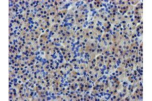 Immunohistochemical staining of paraffin-embedded Human pancreas tissue using anti-LPL mouse monoclonal antibody. (Lipoprotein Lipase Antikörper  (AA 28-475))