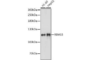 Western blot analysis of extracts of various cell lines, using RBM15 antibody (ABIN1682491, ABIN3019286, ABIN3019287, ABIN5664924 and ABIN6220805) at 1:1000 dilution. (RBM15 Antikörper  (AA 530-780))