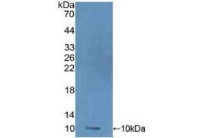 Detection of Recombinant PRM1, Human using Polyclonal Antibody to Protamine 1 (PRM1) (PRM1 Antikörper  (AA 2-51))