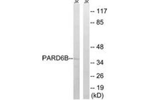 Western blot analysis of extracts from Jurkat cells, using PARD6B Antibody. (PARD6B Antikörper  (AA 233-282))