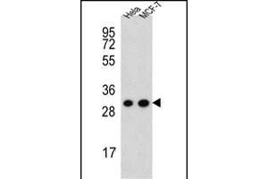 CYC1 Antibody (C-term) (ABIN651531 and ABIN2840281) western blot analysis in Hela,MCF-7 cell line lysates (35 μg/lane). (Cytochrome C1 Antikörper  (C-Term))