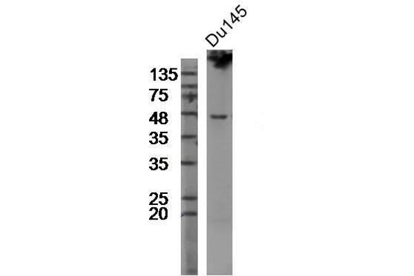 TMPRSS2 anticorps  (AA 301-400)