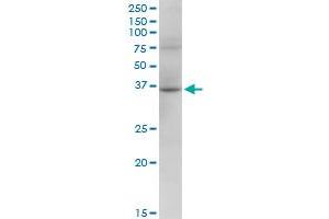 RHOXF2 MaxPab polyclonal antibody. (RHOXF2 Antikörper  (AA 1-288))