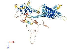 KCND1 Protein (AA 1-647) (His tag)