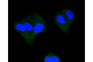 Immunofluorescence (IF) image for anti-Caspase 3 (CASP3) antibody (ABIN4903137)