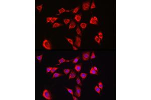 Immunofluorescence analysis of NIH/3T3 cells using P4HB Rabbit pAb (ABIN6134876 and ABIN6145140) at dilution of 1:150 (40x lens). (P4HB Antikörper)
