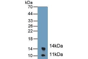 Calprotectin Antikörper  (AA 1-113)