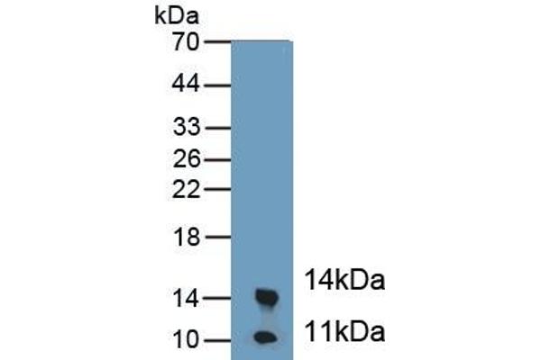 Calprotectin 抗体  (AA 1-113)