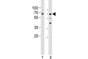 Western Blotting (WB) image for anti-Lamin A/C (LMNA) (AA 465-498) antibody (ABIN3031584)