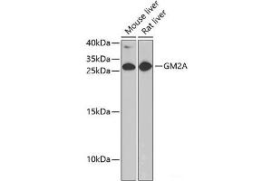 Western blot analysis of extracts of various cell lines using GM2A Polyclonal Antibody at dilution of 1:1000. (GM2A Antikörper)