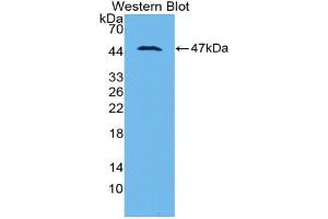 Western blot analysis of recombinant Rat PAI1. (PAI1 Antikörper  (AA 24-402))