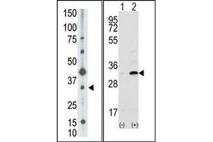 Image no. 1 for anti-CD82 (CD82) (C-Term) antibody (ABIN358740) (CD82 Antikörper  (C-Term))