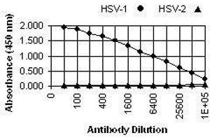 ELISA image for anti-Herpes Simplex Virus Type 1, Glycoprotein E (HSV1 gE) antibody (ABIN265562) (HSV1 gE Antikörper)