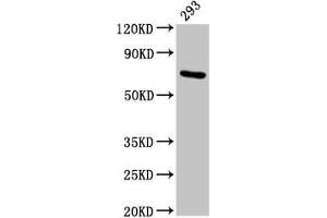 Western Blot Positive WB detected in: 293 whole cell lysate All lanes: HSPA1A antibody at 4. (HSP70 1A Antikörper  (AA 418-512))