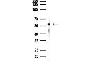 anti-Karyopherin (Importin) alpha 4 (KPNA4) (C-Term) antibody
