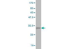 Western Blot detection against Immunogen (37. (CD42b Antikörper  (AA 19-128))