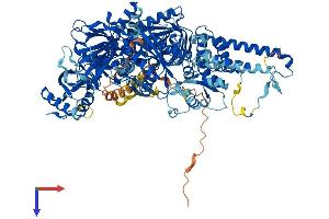 POLD1 Protein (AA 1-1107) (His tag)