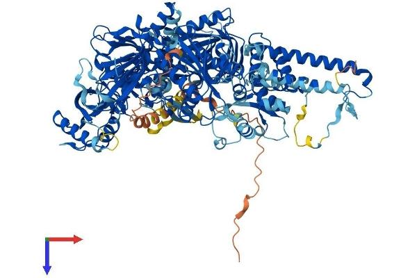 POLD1 Protein (AA 1-1107) (His tag)