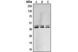 Western blot analysis of ERK1/2 expression in A431 (A), NIH3T3 (B), PC12 (C) whole cell lysates. (ERK1/2 Antikörper  (Center))