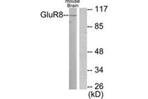 Western blot analysis of extracts from mouse brain cells, using mGluR8 Antibody. (GRM8 Antikörper  (AA 841-890))