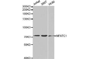 Western blot analysis of extracts of various cell lines, using NFATC1 antibody. (NFATC1 Antikörper  (AA 20-300))