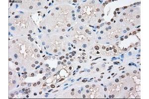 Image no. 13 for anti-P450 (Cytochrome) Oxidoreductase (POR) antibody (ABIN1497743) (POR Antikörper)