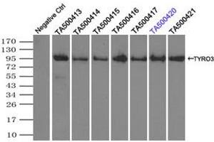 Image no. 2 for anti-TYRO3 Protein Tyrosine Kinase (TYRO3) antibody (ABIN1501606) (TYRO3 Antikörper)