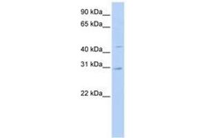 Image no. 1 for anti-Solute Carrier Family 10 (Sodium/bile Acid Cotransporter Family), Member 4 (SLC10A4) (N-Term) antibody (ABIN6740858) (SLC10A4 Antikörper  (N-Term))