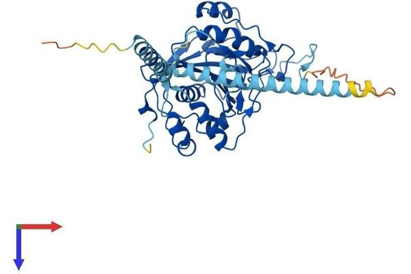 B4GALT5 Protein (AA 1-388) (His tag)