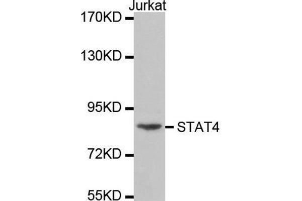 STAT4 Antikörper  (AA 600-700)