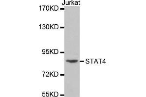 Western blot analysis of extracts of Jurkat cell line, using STAT4 antibody at dilution of 1:300. (STAT4 Antikörper  (AA 600-700))