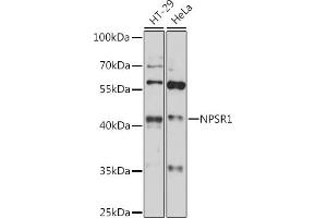 Western blot analysis of extracts of various cell lines, using NPSR1 antibody (ABIN7268886) at 1:1000 dilution.