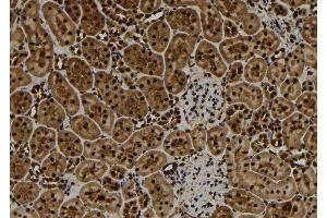 ABIN6277109 at 1/100 staining Rat kidney tissue by IHC-P. (TNFAIP3 Antikörper  (Internal Region))