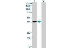 Western Blot analysis of PNMA1 expression in transfected 293T cell line by PNMA1 MaxPab polyclonal antibody. (PNMA1 Antikörper  (AA 1-353))
