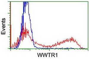 HEK293T cells transfected with either RC204082 overexpress plasmid (Red) or empty vector control plasmid (Blue) were immunostained by anti-WWTR1 antibody (ABIN2454926), and then analyzed by flow cytometry. (WWTR1 Antikörper)