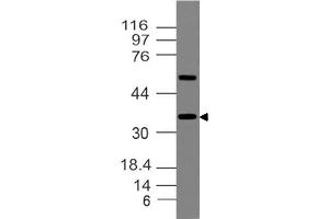 Image no. 1 for anti-Transcription Factor MafA (MAFA) (AA 192-353) antibody (ABIN5027344) (MAFA Antikörper  (AA 192-353))