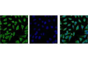 IF analysis of Hela with antibody (Left) and DAPI (Right) diluted at 1:100. (HSPA1L Antikörper)