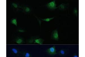 Immunofluorescence (IF) image for anti-Valosin Containing Protein (VCP) antibody (ABIN7256884)