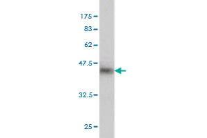 Western Blotting (WB) image for anti-CGG Triplet Repeat Binding Protein 1 (CGGBP1) (AA 58-167) antibody (ABIN563681)