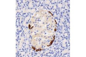 Immunohistochemistry of paraffin embedded rat pancreas using GLP1 (ABIN7074053) at dilution of 1:800 (400x lens) (GLP-1 Antikörper)