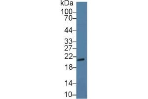 Western Blotting (WB) image for anti-G Protein Pathway Suppressor 1 (GPS1) (AA 16-185) antibody (ABIN7441565)