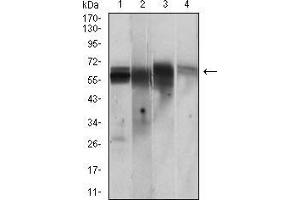 Western blot analysis using CAMK2G mouse mAb against PC-12 (1), Jurkat (2), T47D (3), HepG2 (4) cell lysate.