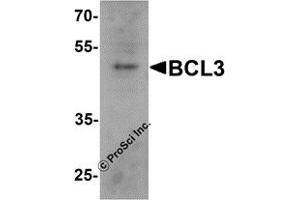 Western Blotting (WB) image for anti-B-Cell CLL/lymphoma 3 (BCL3) (C-Term) antibody (ABIN1077425) (BCL3 Antikörper  (C-Term))