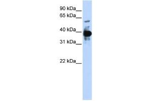 WB Suggested Anti-NFE2 Antibody Titration: 0. (NFE2 Antikörper  (Middle Region))