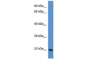 Mouse Liver; WB Suggested Anti-Tagln3 Antibody. (Transgelin 3 Antikörper  (N-Term))