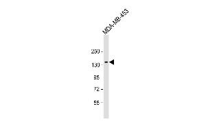 Anti-GRIN2A Antibody (C-term) at 1:1000 dilution + MDA-MB-453 whole cell lysate Lysates/proteins at 20 μg per lane. (NMDAR2A Antikörper  (C-Term))